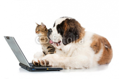 Saint_bernard_puppy_with_tabby_cat_in_front_of_a_laptop.jpg