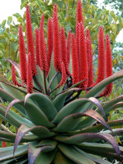 aloe-ferox-2.png